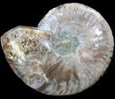 Agatized Ammonite Fossil (Half) #39624-1